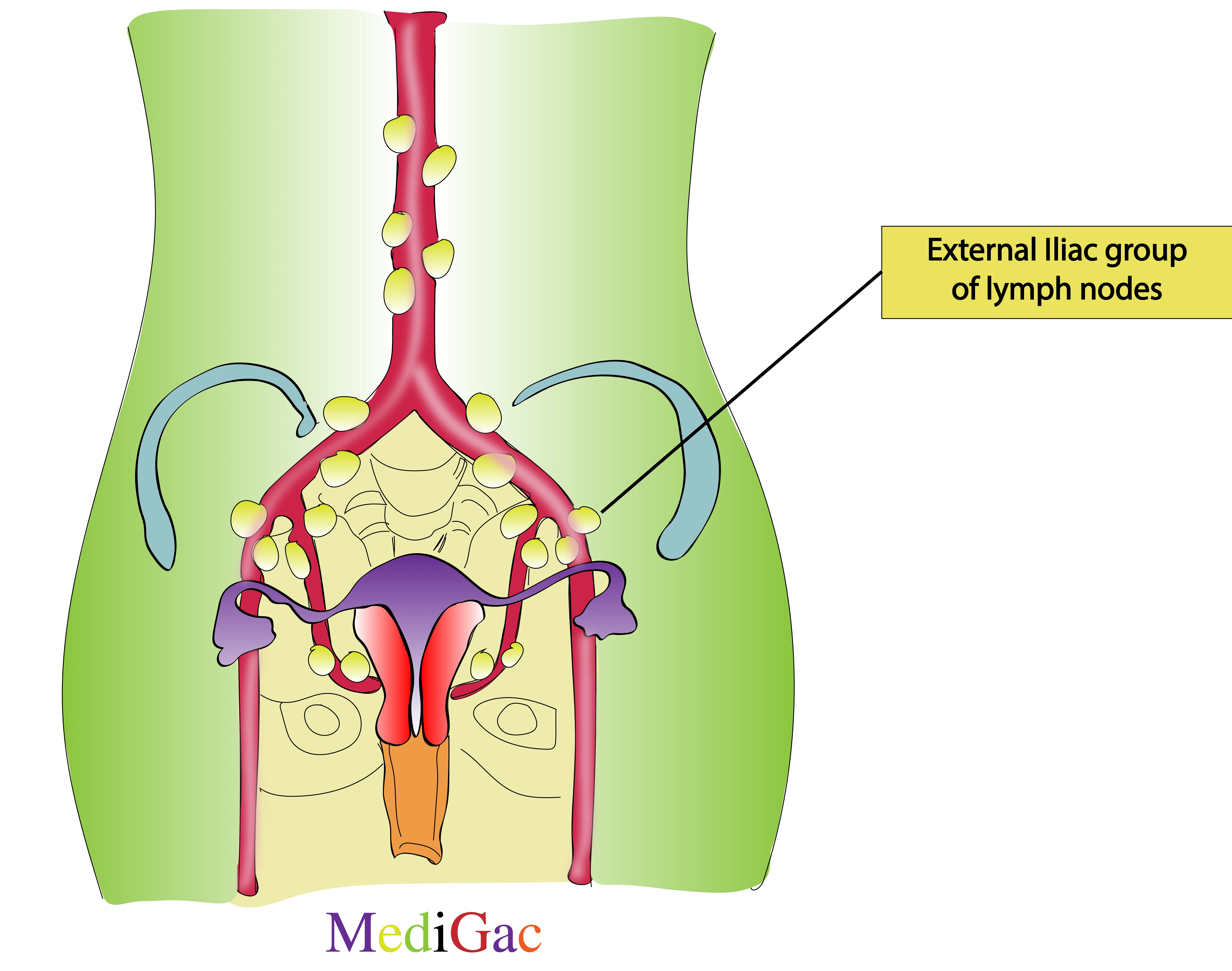 External iliac lymph nodes